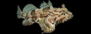 Oyster toadfish
