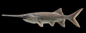Paddlefish
