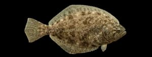 Pacific Sanddab