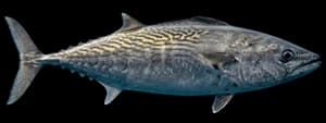 Pacific bonito