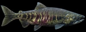 Chum salmon
