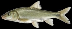 Peamouth