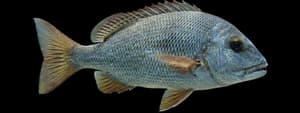 Pigfish