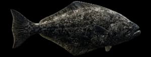 Pacific halibut