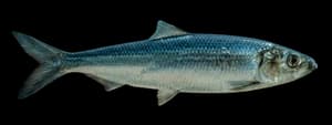 Pacific herring