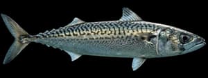 Pacific mackerel