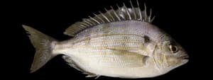 Pinfish