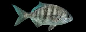 Pile Perch