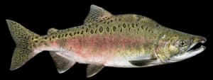 Pink salmon