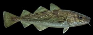 Pacific Tomcod