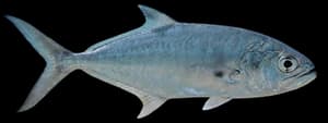 Queenfish
