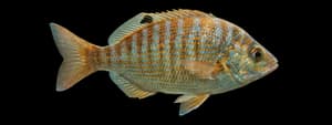 Rainbow seaperch