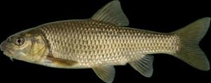 River Chub
