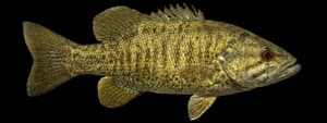 Redeye Bass