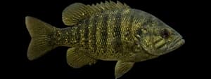 Roanoke Bass