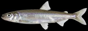 Rainbow Smelt