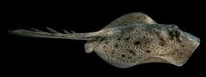 Round Stingray