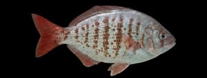 Redtail surfperch