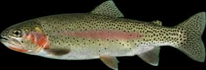 Rainbow x Cutthroat hybrid trout