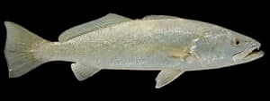 sand seatrout