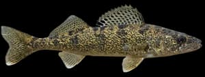 Sauger