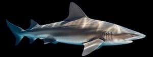 Sandbar shark