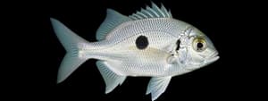 Scup