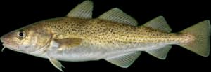 Saffron Cod