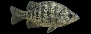 Sacramento perch