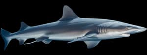 Smooth dogfish