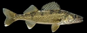saugeye