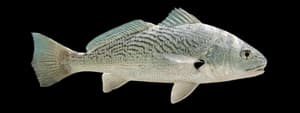 Spotfin croaker