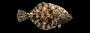 Starry Flounder