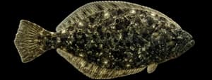 Southern flounder