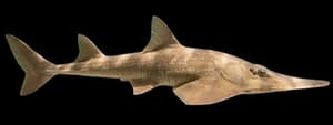 Shovelnose Guitarfish