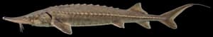 Shovelnose Sturgeon