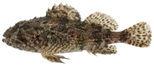 Shorthorn sculpin