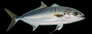 Southern kingfish