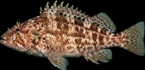 Stocky Hawkfish