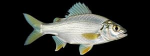 Silver perch