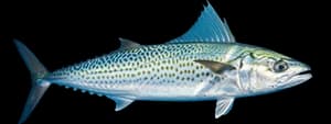 Spanish mackerel