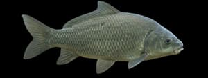Smallmouth buffalo
