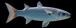 Striped mullet