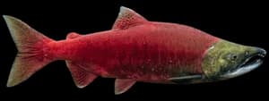 Sockeye salmon