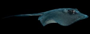 Southern Stingray