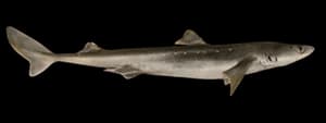 Spiny dogfish