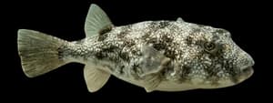 southern puffer