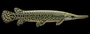 Spotted gar