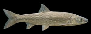 Sacramento Pikeminnow