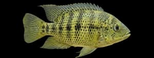 Spotted tilapia